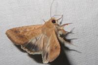 Helicoverpa armigera