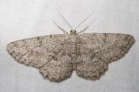 Hypomecis punctinalis