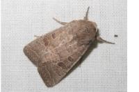 Hoplodrina ambigua