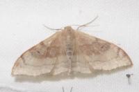 Idaea degeneraria