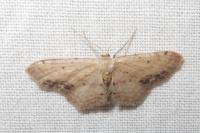 Idaea dimidiata