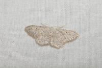 Idaea seriata