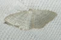 Idaea subsericeata