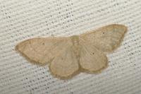Idaea straminata