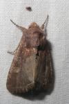 Lacanobia oleracea