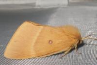 Lasiocampa quercus