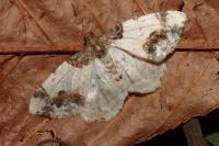 Ligdia adustata