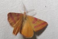 Lythria purpuraria
