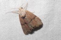 Mesoligia furuncula