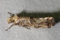 Morophaga choragella