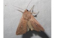 Mythimna albipuncta