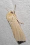 Mythimna pallens