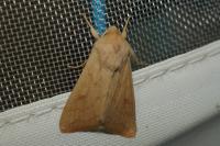 Mythimna vitellina