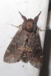 Notodonta dromedarius