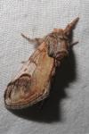 Notodonta ziczac