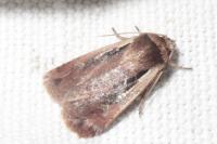 Ochropleura plecta