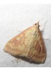 Ostrinia nubilalis/scapulalis