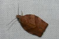Pandemis heparana