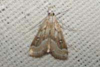 Parapoynx stratiotata