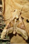 Phlogophora meticulosa