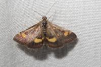 Pyrausta aurata