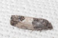 Spilonota ocellana