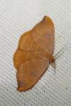 Watsonalla binaria