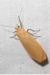 Wittia sororcula