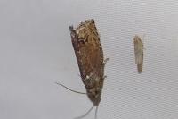 Cydia splendana