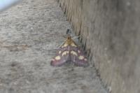 Pyrausta purpuralis