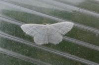 Idaea subsericeata
