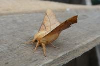 Ennomos erosaria