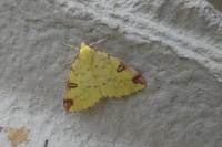 Opisthograptis luteolata