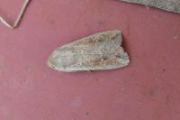 Mythimna unipuncta