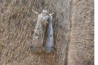 Xestia xanthographa