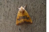 Atethmia centrago