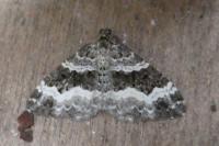 Epirrhoe alternata