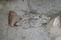 Peribatodes rhomboidaria