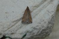 Udea ferrugalis