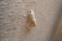 Rhodometra sacraria