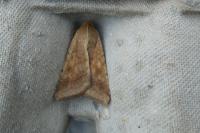 Helicoverpa armigera