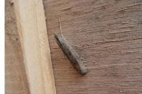 Nomophila noctuella