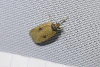 Agonopterix subpropinquella