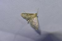 Patania ruralis