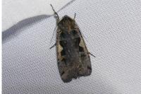 Xestia c-nigrum