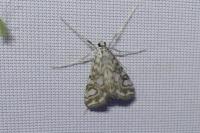 Elophila nymphaeata