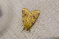 Cirrhia icteritia