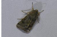 Anchoscelis lunosa