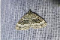 Epirrhoe alternata
