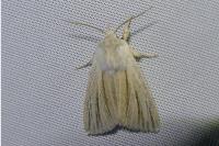 Acronicta albovenosa
